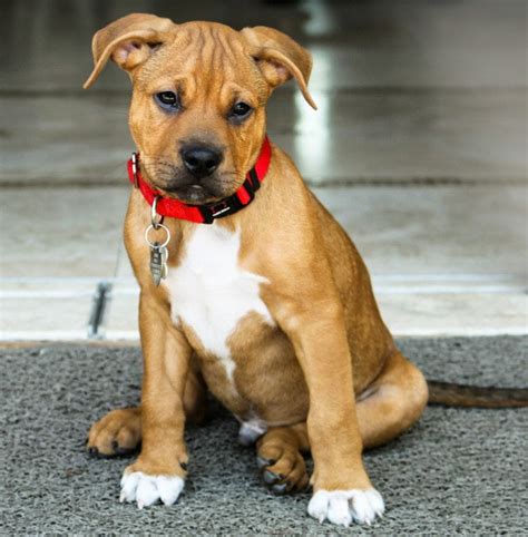 Top Pitbull Mix Breeds Personalities Appearance And Health Concerns