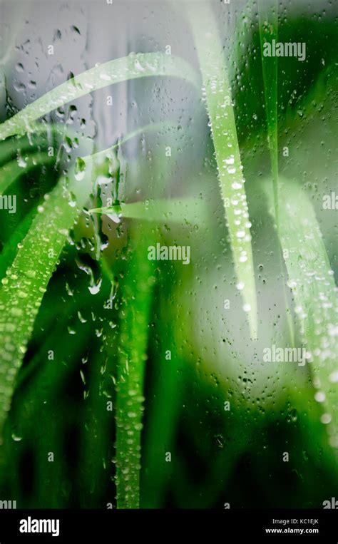 Dew Drops On Bright Green Grass Stock Photo Alamy