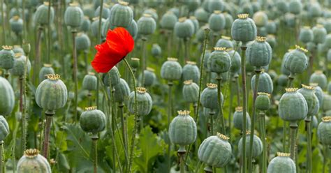 A Trip Through The Garden Episode 3 Opium Poppies Dovetail