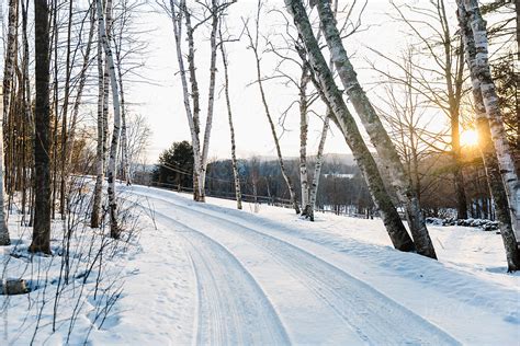Rural Road In Birch Tree Forest In Winter Del Colaborador De Stocksy
