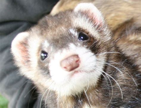 Lucky for me i have a few small pet store near me that sell fish. Pet Stores Near Me That Sell Ferrets