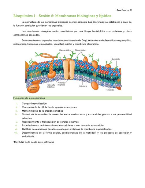 Membranas Biológicas Y Lípidos Bioquímica I Sesión 6 Membranas