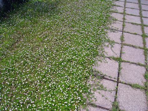 Drought Resistant Ground Cover Lippia Phyla Nodiflora Attracts Bees