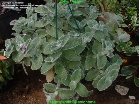 The name 'wandering jew' is really referring to three different species in the tradescantia genus: PlantFiles Pictures: White Velvet, White Gossamer Plant ...