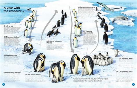 Emperor Penguin Life Cycles Animal Magazines Penguin Life Cycle Animals