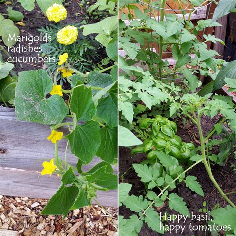 organic garden pest control companion planting crops harvest ottawa