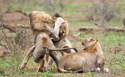 Sometimes, they also dominate female cats. Fight club! Dramatic pictures show scuffling lions ...