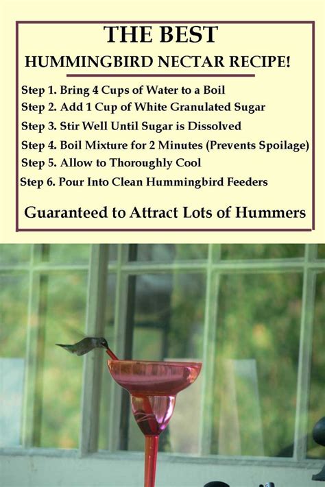 Nectar Recipe For Hummingbirds Bali Tips