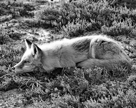 Black And White Animal Photography Red Fox By Newleafpics On Etsy 25
