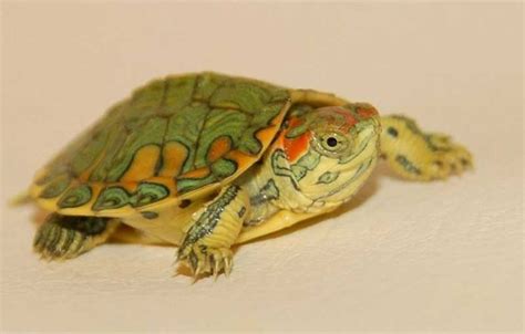 Commercial turtle pellets can make up a good base for the diet but they should be supplemented with a variety of other items. Red-Eared Slider Babies: Diet and Nutrition