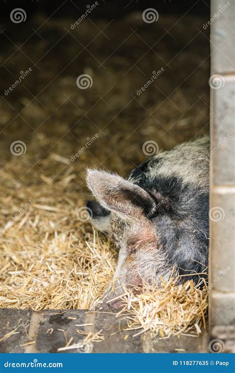 Sleepy Pig In A Barn Stock Image Image Of Farm Lying 118277635