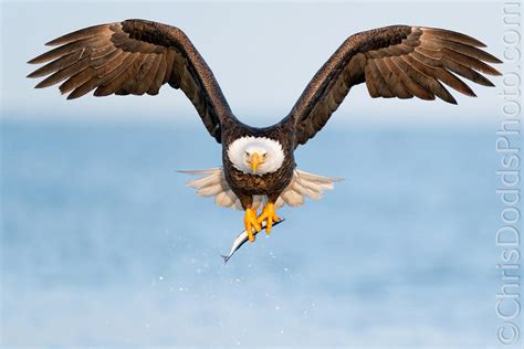 Bald Eagle Fishing Nature Photography Blog