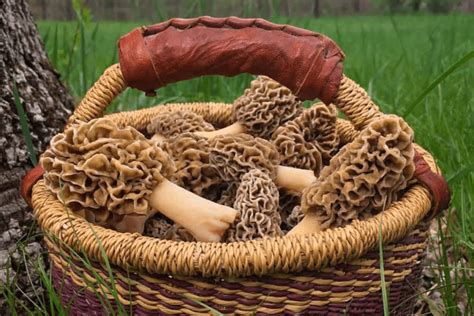 2023 Guide To Morel Mushroom Hunting In Michigan This Spring