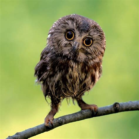 Pin By Sheila Hall On I Love Owls Saw Whet Owl Baby Owls Cute