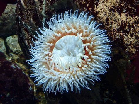 Sea Anemone Physical Description
