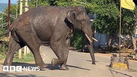 Arikomban The Painful Story Of India S Rice Loving Elephant Bbc News