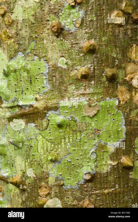 Walking Palm Socratea Exorrhiza Bark Igapo Amazon Rainforest Ecuador