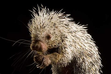Can A Porcupine Shoot Its Quills