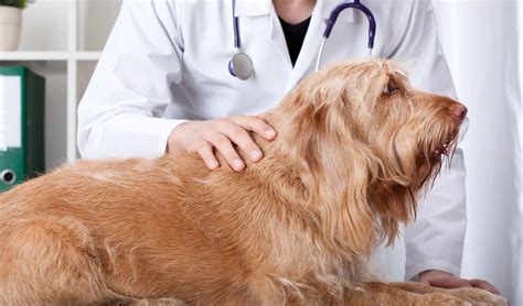 What Is Systemic Lupus Erythematous In Dogs