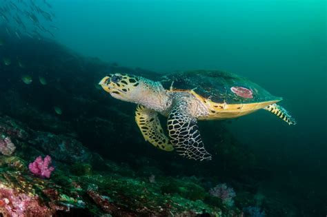 Inmersión De LluÍs Masuet Expeditions Turtle Rock Koh Similan