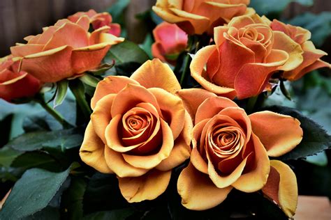 Images Of Most Beautiful Roses In The World