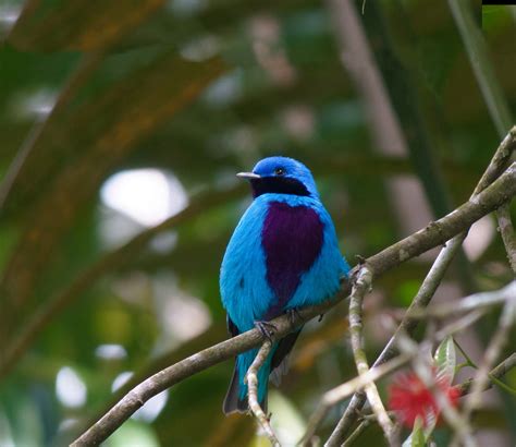 A Brief But Beautiful Guide Of Bird Watching In Mexico