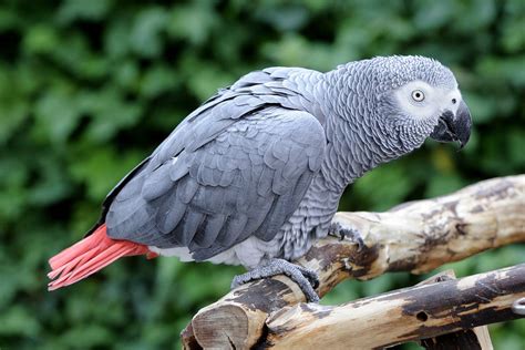 The Chatty African Grey Parrot Your Newest Can Do Companion
