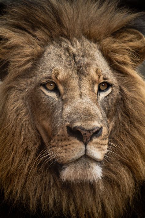 20 Lion Pictures And Images Download Free Photos On Unsplash Lion