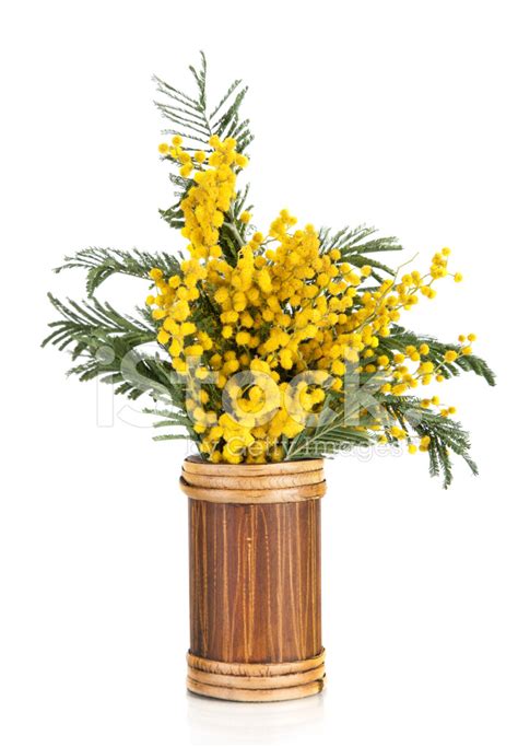 Bouquet Of Yellow Mimosa Acacia Flowers In Vase Stock Photo Royalty