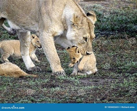 Lioness With Her Cubs Royalty Free Stock Photography Cartoondealer