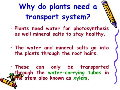 Transportation is the process of transporting water, minerals and food to all parts of the plant body. P5 Science - Plant Transport System