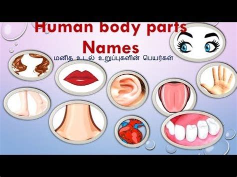 Human body , the physical substance of the human organism, composed of living cells and extracellular materials and organized into tissues , organs , and systems. Pin on English and Tamil