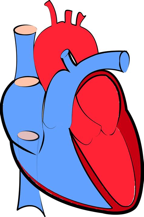 Más De 60 Imágenes Gratis De Heart System Y Corazón Pixabay