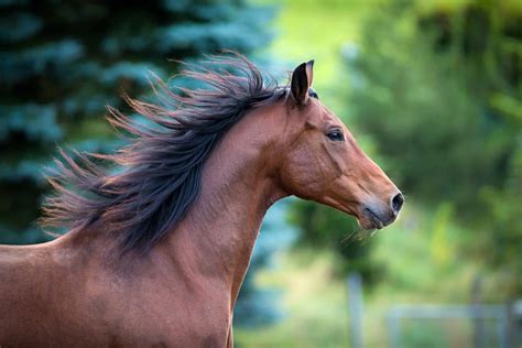 28 Horse Manes We Just Cant Get Enough Of