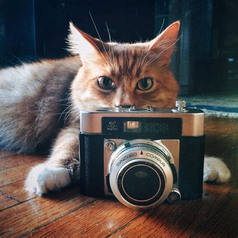 A Tabby Cat With A Camera Makes Sense To Me Cat