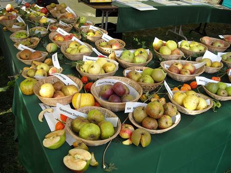HD Wallpaper Apples Fruit Fruits Pomology Fruit Recognition Food Apple Varieties