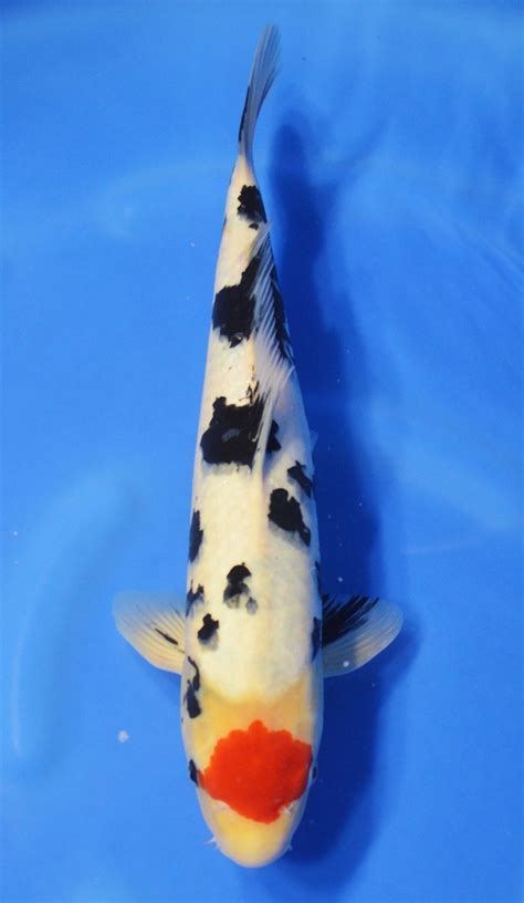 I want to start by saying there are many ways to dispose of your. Tancho Sanke DEAD | Tancho Sanke DEAD Koi Fish for Sale