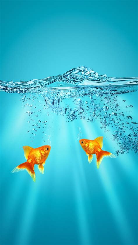 Iphone Goldfish Wallpapers 4k Hd Iphone Goldfish Backgrounds On