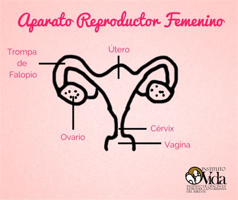 El Aparato Reproductor Femenino Instituto Vida M Rida M Rida Yucat N M Xico