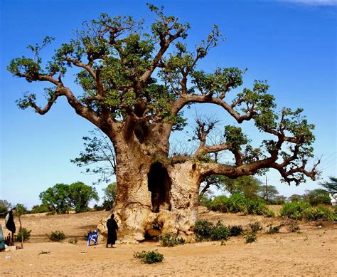 baobab trees have more than 300 uses but they re dying in africa