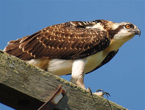 Barry The Birder First Ospreys In Scotland In 150 Years