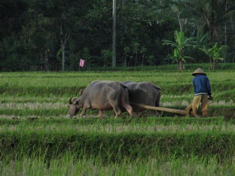 Dengan ini para petani indonesia bisa merasakan kecanggihan dari alat tersebut. trekking au village de sidemen A KASTALA 2020