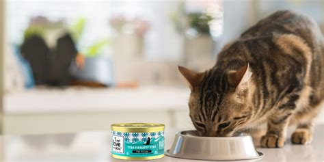 Unbiased cat food reviews find the best cat food for your cat from 3100+ products and 170+ brands. 5 Best Wet Cat Food Reviews of 2020 - BestAdvisor.com
