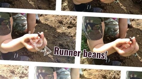 Sowing Runner Beans In Our Allotment 🌱 Youtube