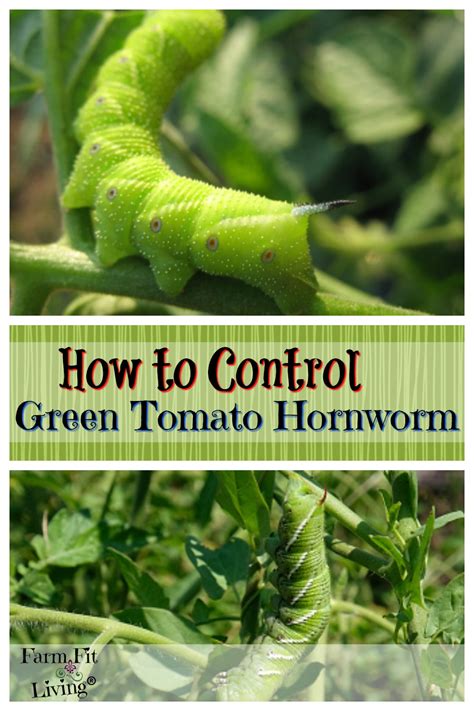 Control Green Tomato Hornworms Farm Fit Living