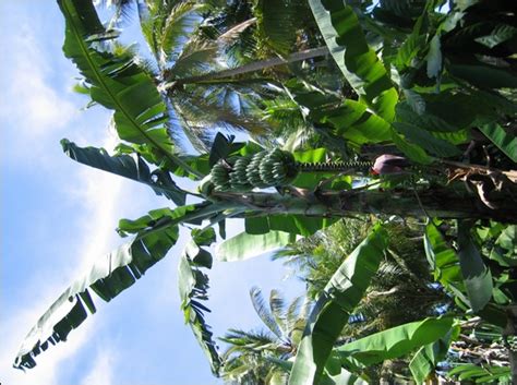 Kitting synonyms, kitting pronunciation, kitting translation, english dictionary definition of kitting. 亜細亜の街角｜旅行記｜ブキティンギ｜スマトラ島｜インドネシア