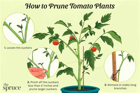 Growing Tomatoes At Home Timing Planting And Grafting Tips For A