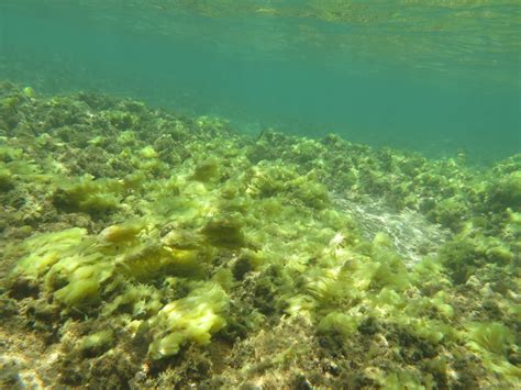 Holomua Marine Initiative Algae In Coral Reefs