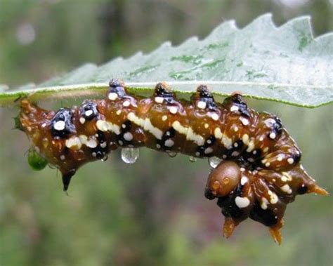 15 Amazingly Deceptive Caterpillars Ornate Moth Caterpillars Mnn