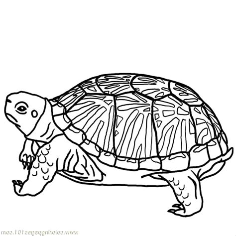 Print And Download Turtle Coloring Pages As The Educational Tool